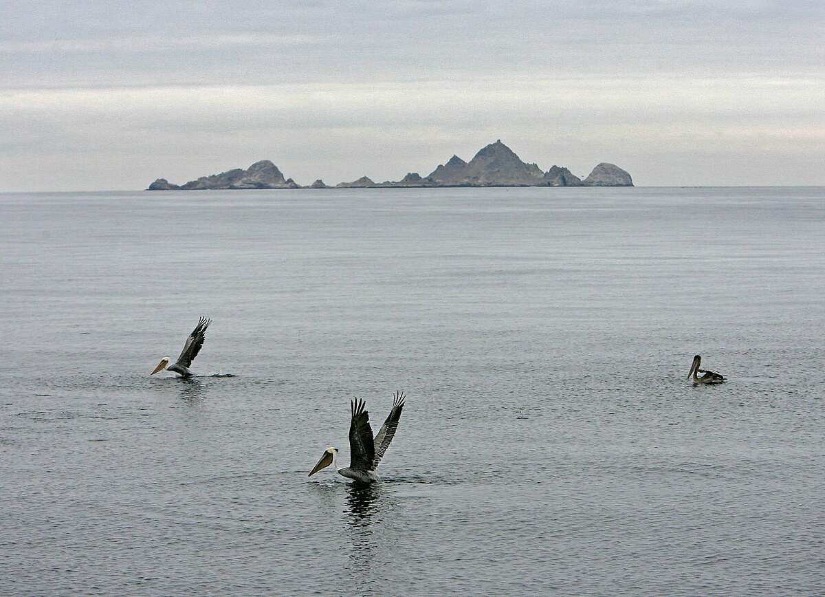 The Gulf of the Farallones National Marine Sanctuary protects 948 square nautical miles off the California coast, just a few miles west of San Francisco. The Sanctuary is a feeding ground for endangered blue and humpback whales and a breeding area for one-fifth of California's harbor seals. 