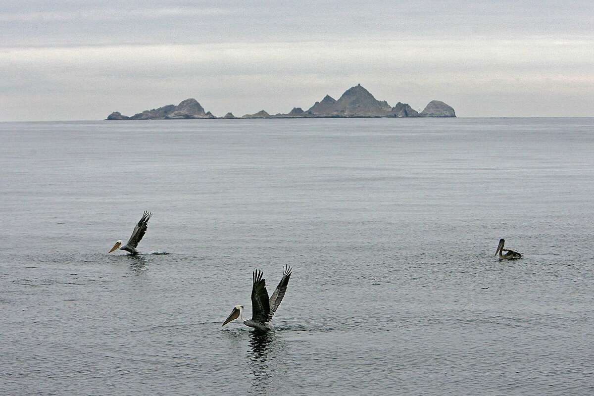 the Farallon Islands, just off San Francisco's shore but rarely visited
