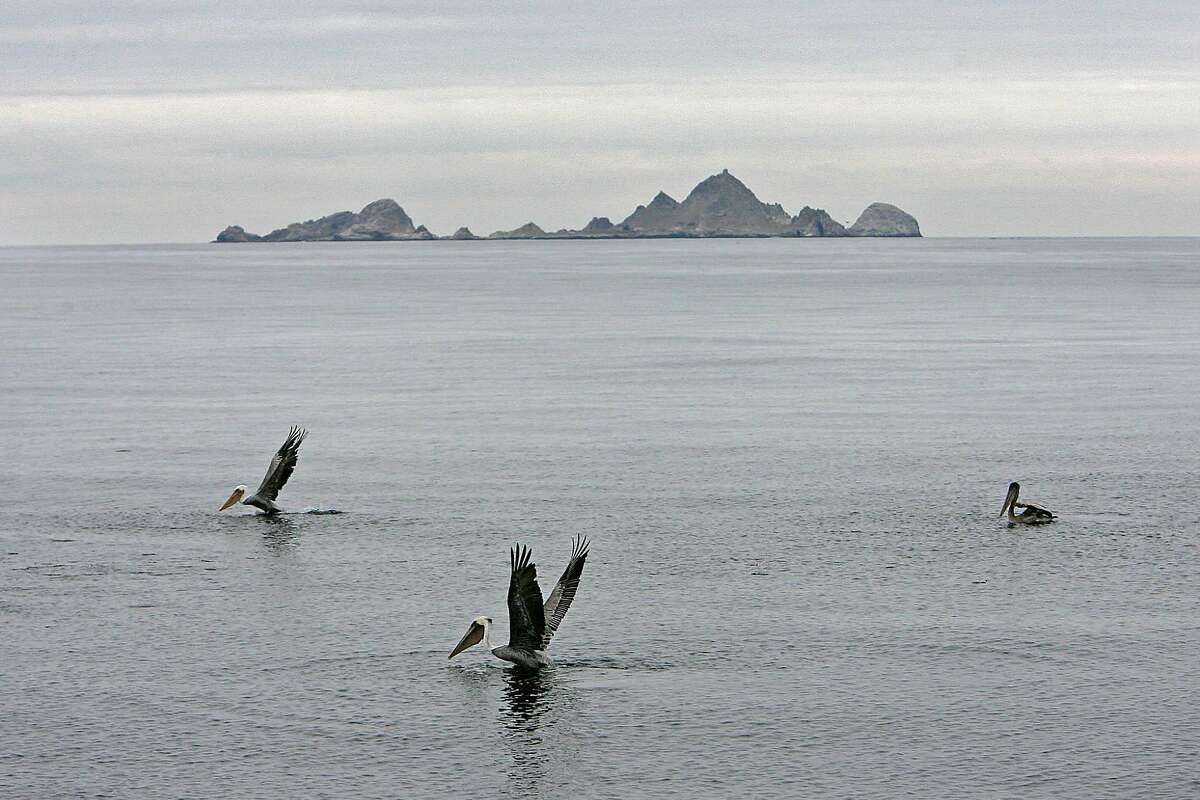 Monster of Farallon Island [Book]