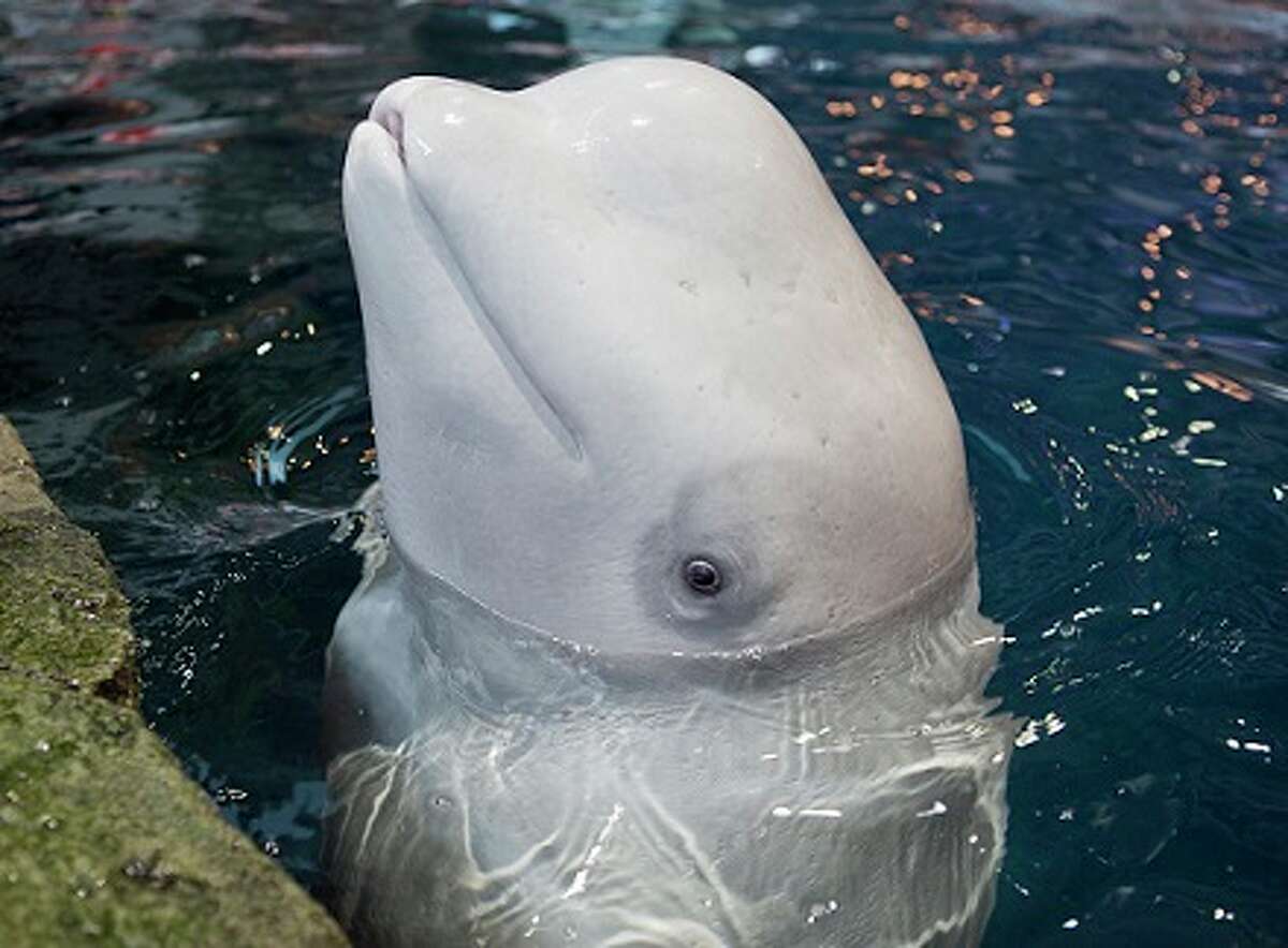 When Beluga Dies.. 