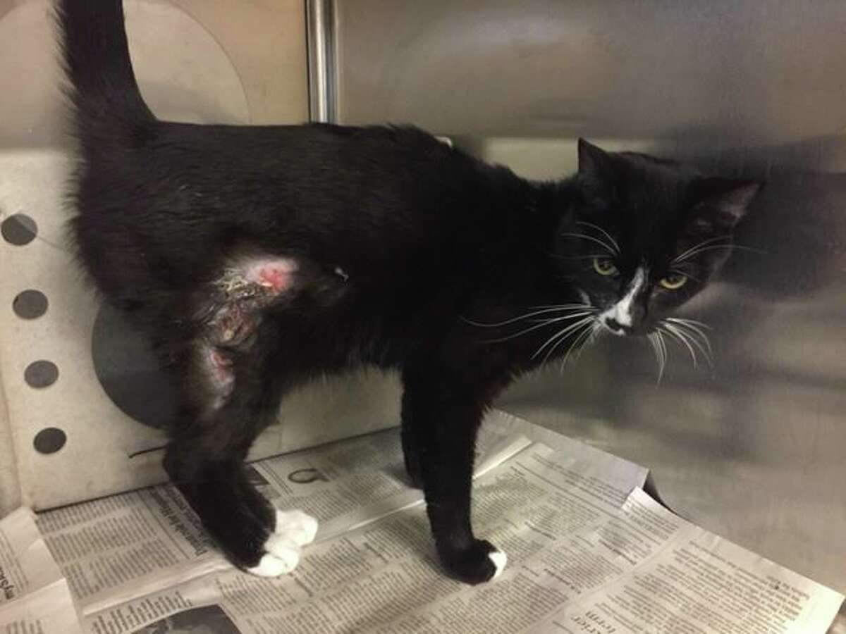 A cat is recovering from third-degree burns to it's hind leg after his 21-year-old owner Joseph Lupardus allegedly poured boiling water on the cat to teach it a "lesson."