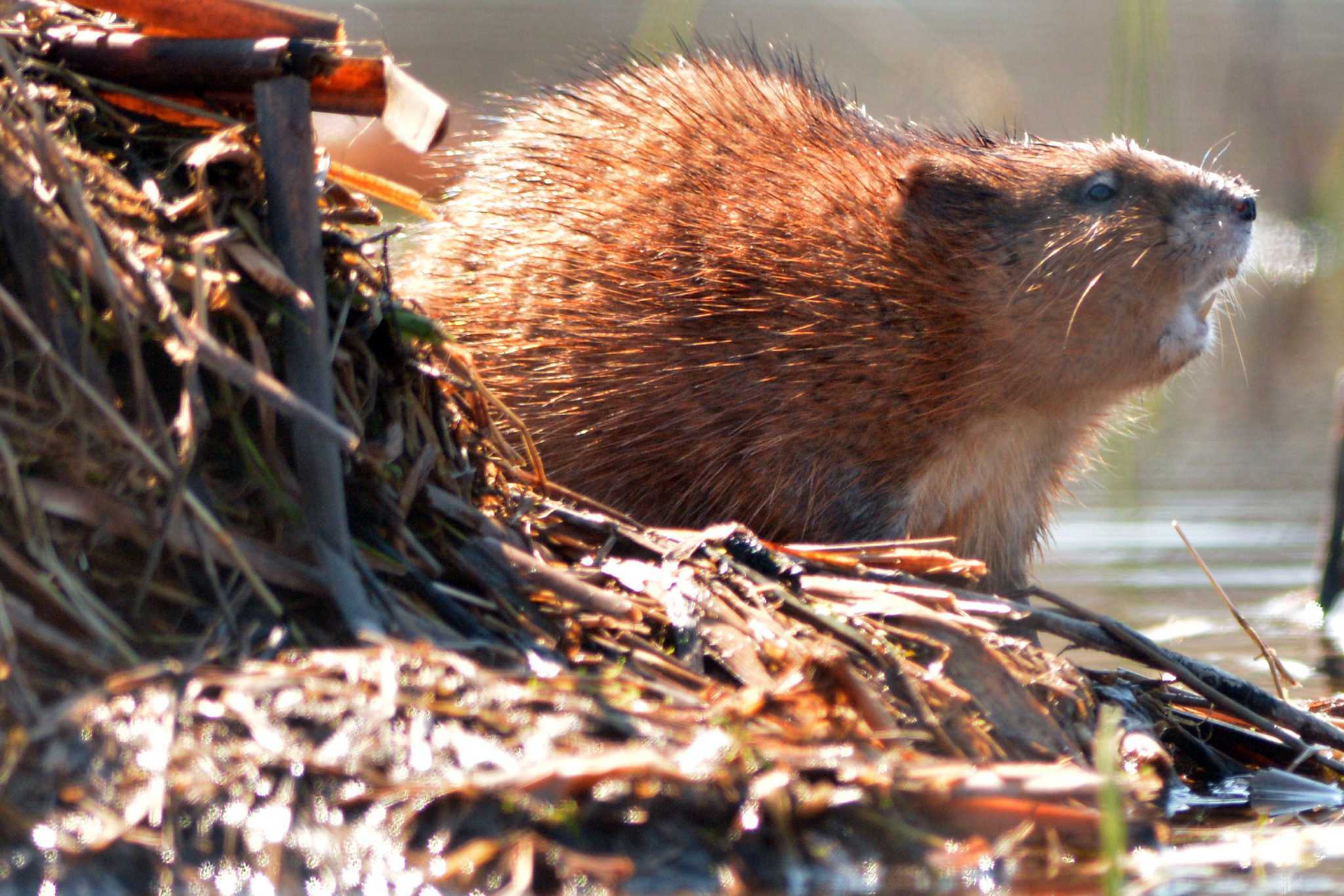Beaver hunt photos