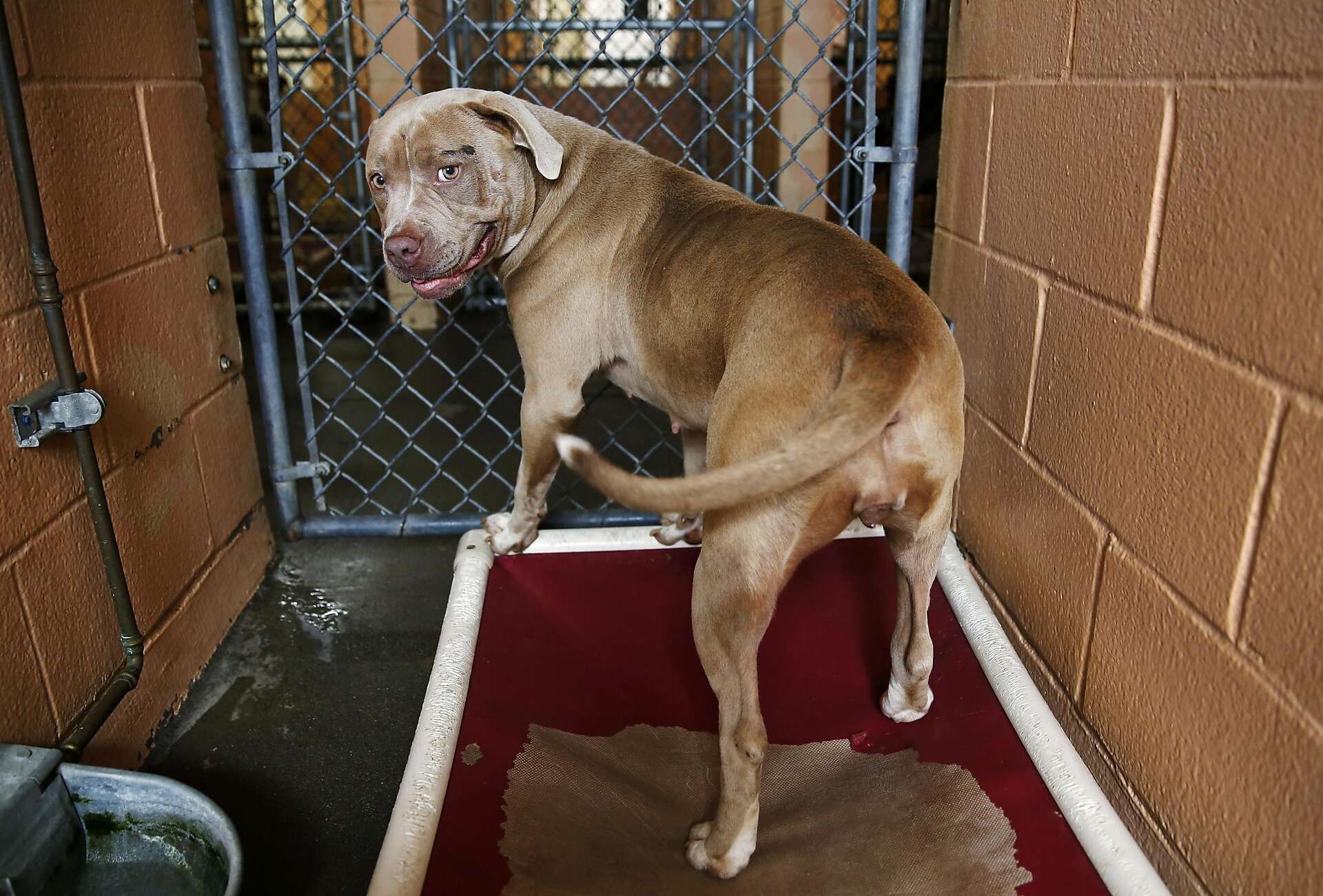 Solano County begins facial recognition technology — on dogs