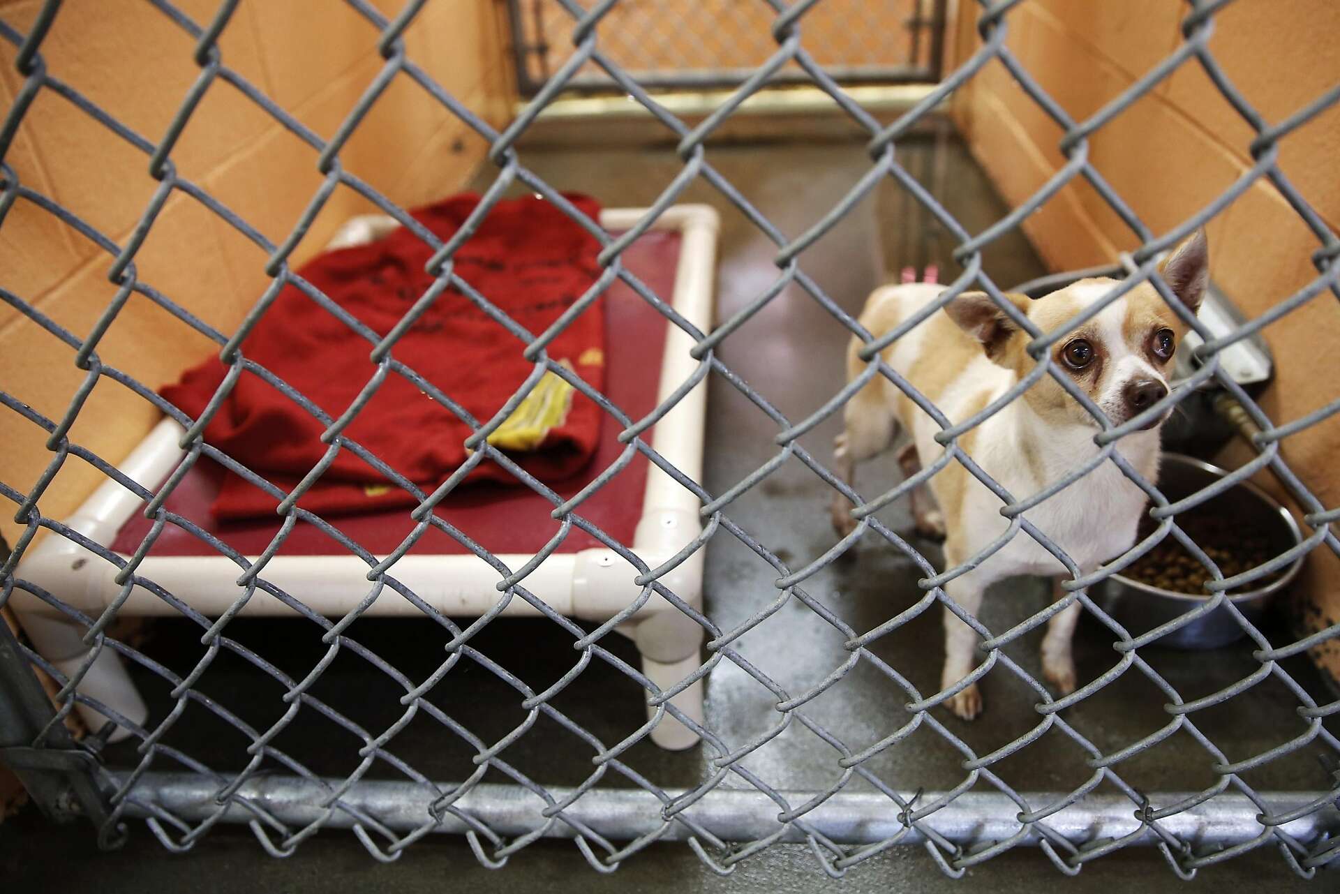 Solano County begins facial recognition technology — on dogs