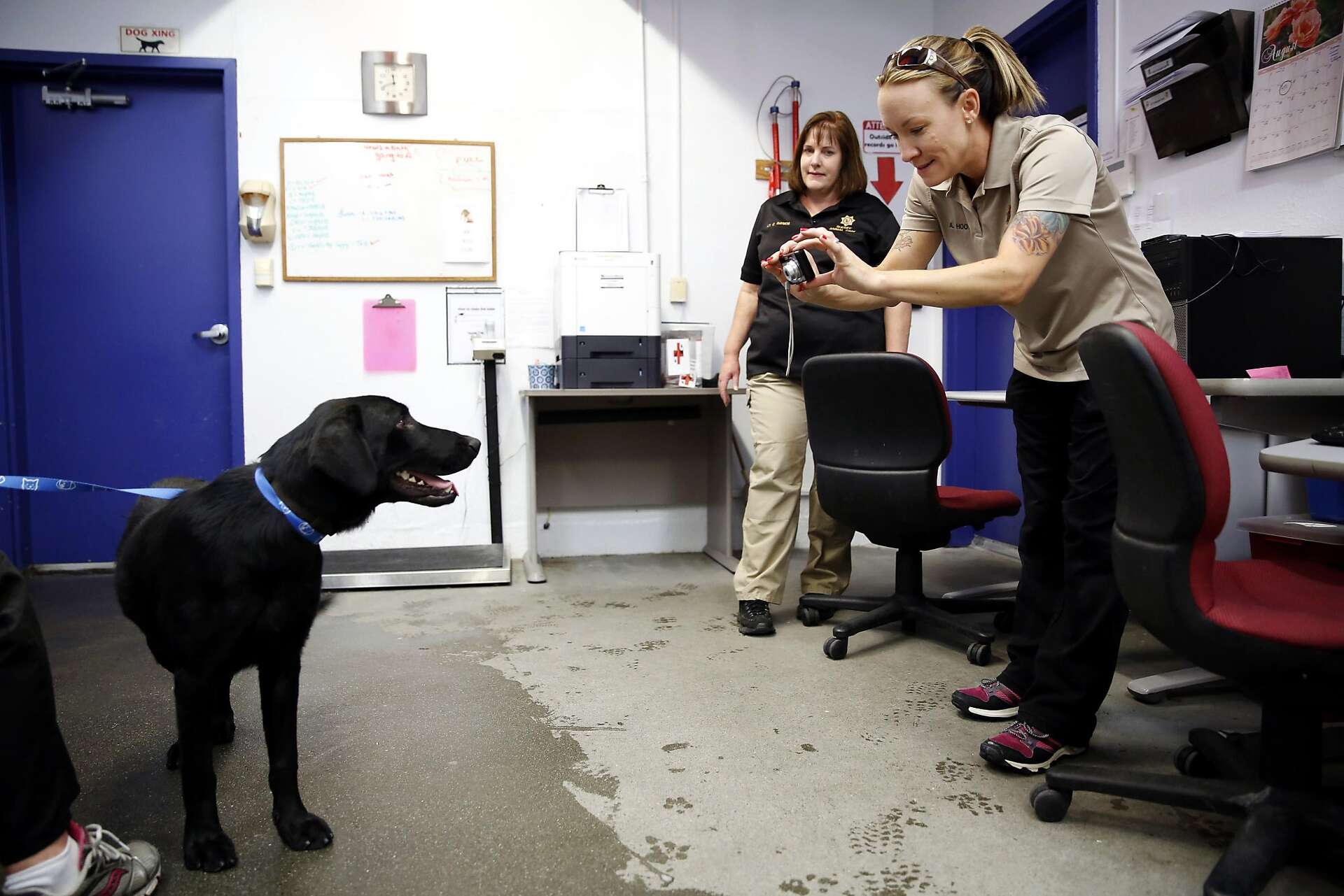 Solano County begins facial recognition technology — on dogs