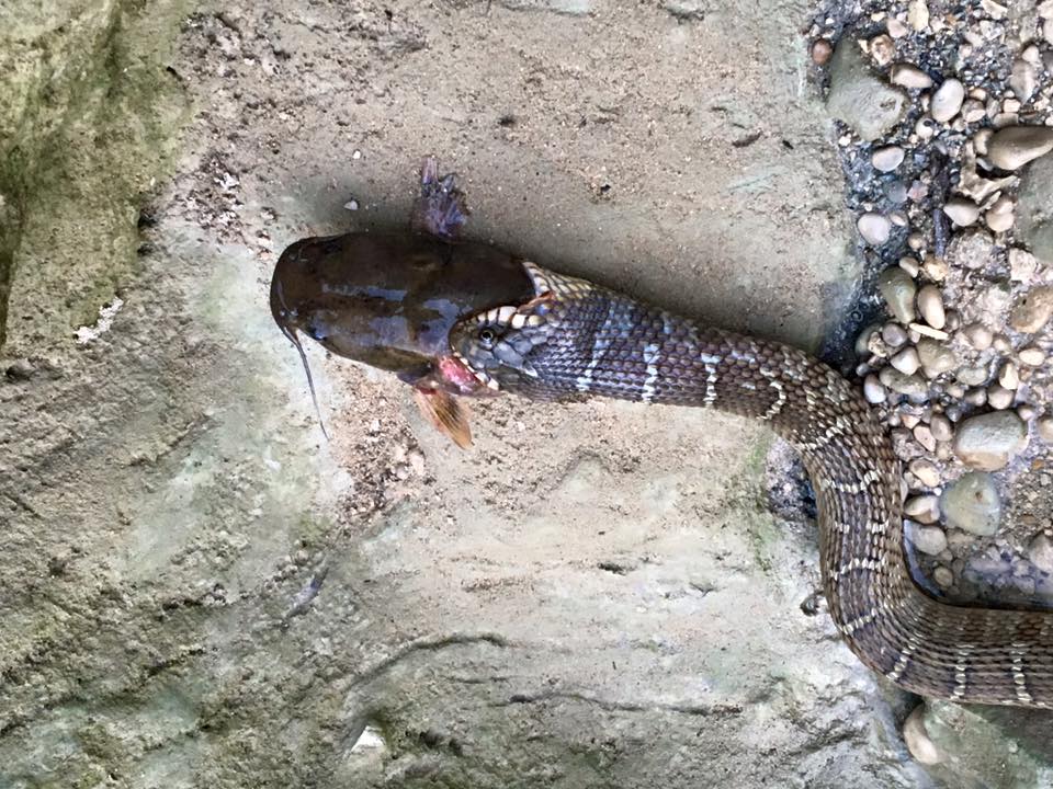 Hiker captures epic battle between snakes over a catfish on camera at