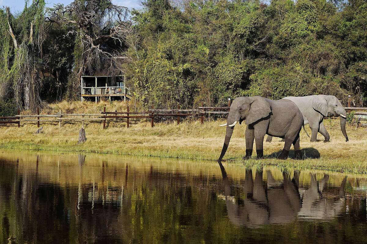 Drawn by the waters of the Okavango Delta, elephants congregate near Camp Okavango on Botswana's Nxaragha Island virtually year-round.