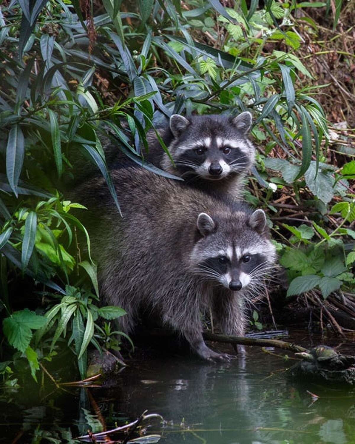 Can you beat these California nature photos? There's a contest for you