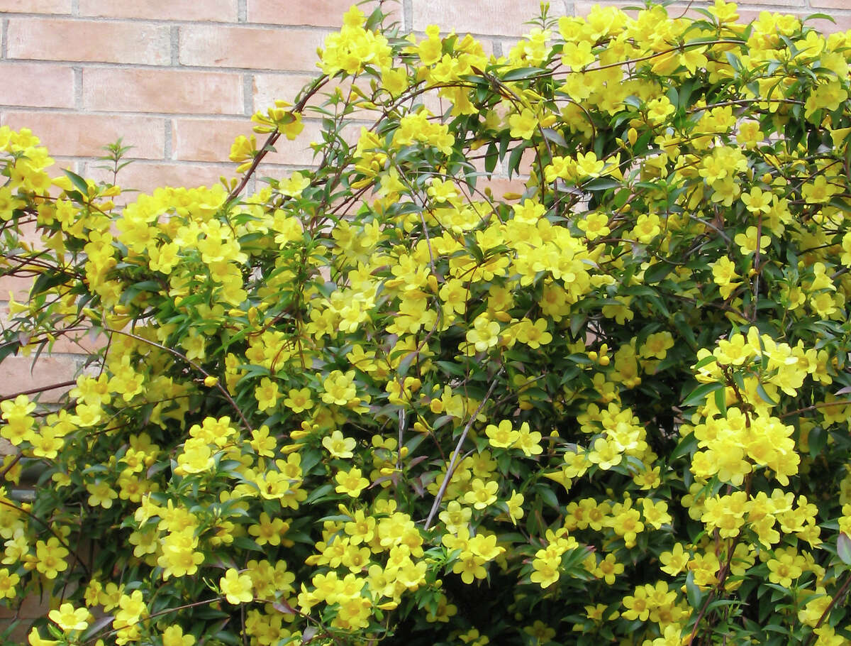 Carolina jessamine is a leaning plant rather than a vine, but its bright blooms add color early in the year.
