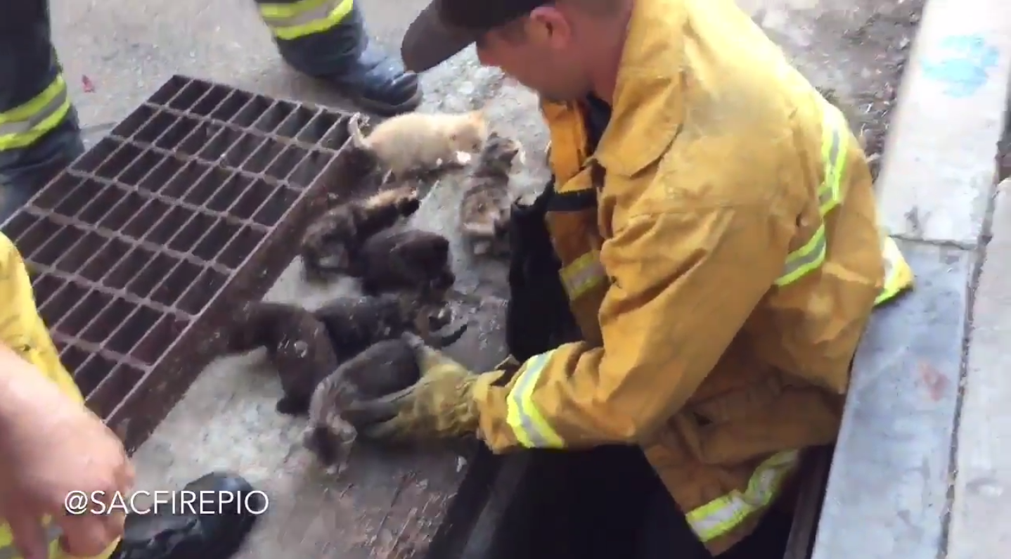 Sacramento firefighters save eight tiny kittens stuck in storm drain