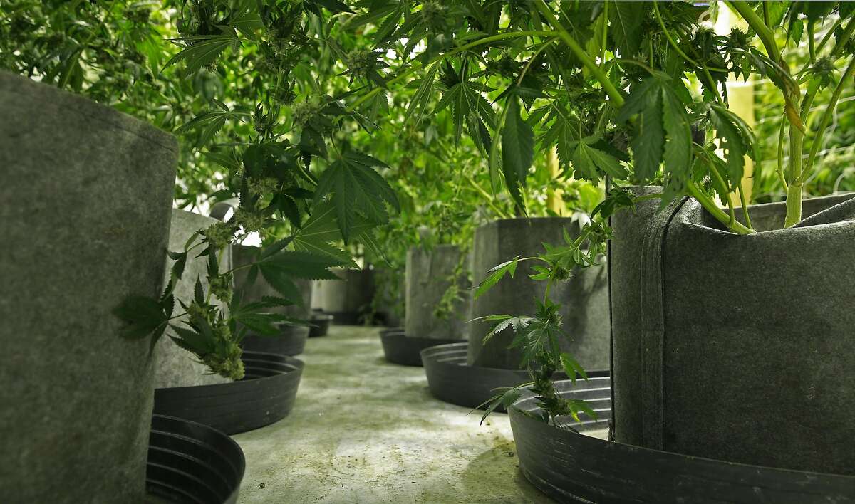 Potted medical cannabis plants being grown by Aaron Flynn, some of his 500 plants in San Francisco, California, as seen on Wed. Aug. 3, 2016. Flynn is part of the medical cannabis industry of growers who are cultivating plants in San Francisco.