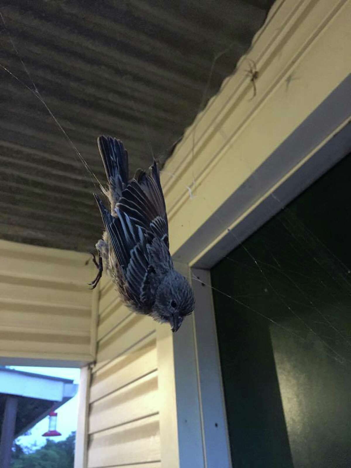 A black and yellow spider trapped a house finch in its web, making for an interesting photo Texas Parks and Wildlife shared to their Facebook Tuesday morning. While birds typically prey on the large spider, the spider seemed to have the upper hand this time around. 