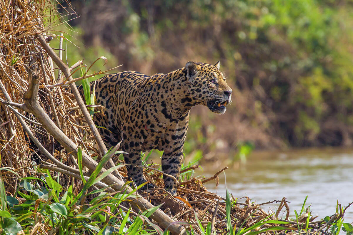 Jaguars , which can be found in New Mexico and, sometimes, Texas as well as Mexico. "They seem to be returning to the area," said Tim Keitt, a University of Texas biology professor. "This would certainly be the type of animal a fence would interfere with."