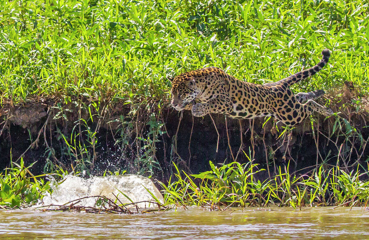 Stealthy jaguars are amazing to watch as they hunt in Brazil