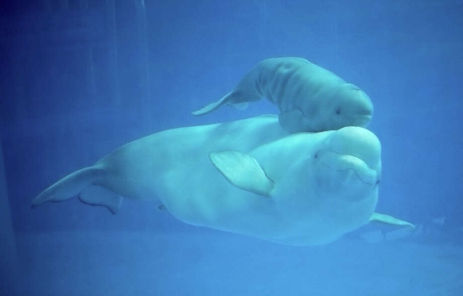 Beluga Whale Calf Born At Seaworld San Antonio San Antonio