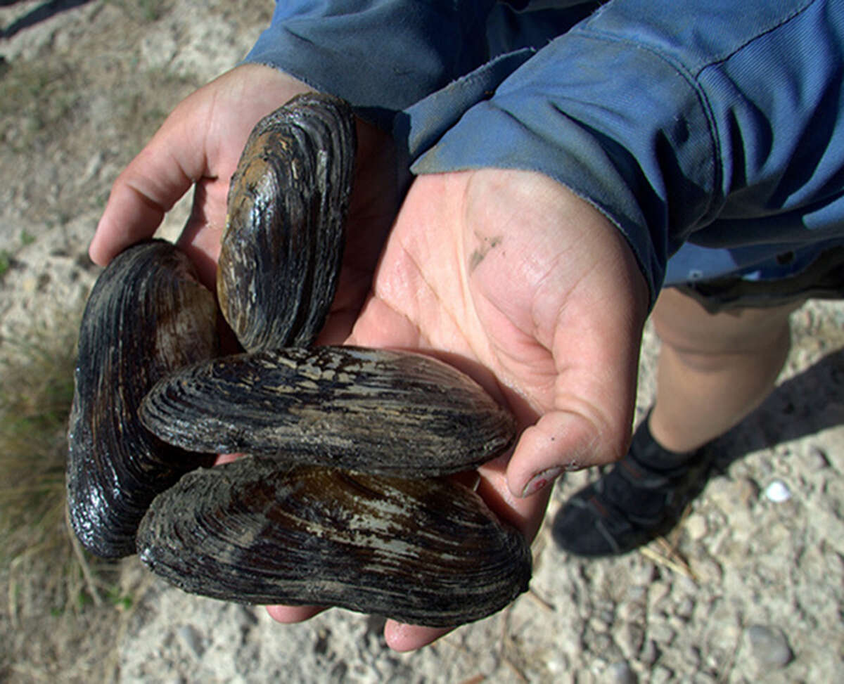 This undated photo provided by the U.S. Fish and Wildlife Service shows a person holding adult Texas hornshell mussels from the Black River in New Mexico. On Aug. 9, 2016, the federal agency proposed designating the Texas hornshell as endangered to protect the freshwater mussel that's also found in New Mexico.