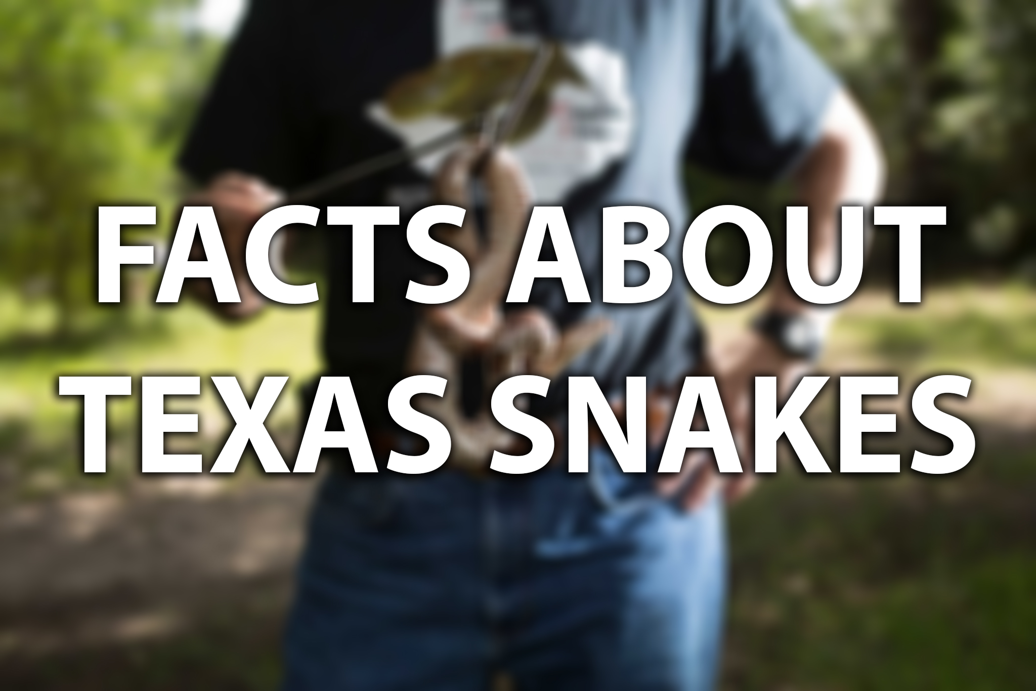 Snakes R Us: Arlington police don't play around with ball python found near  toy store