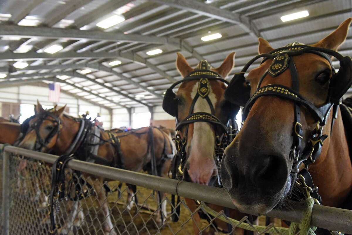 Photos Horsepower competition