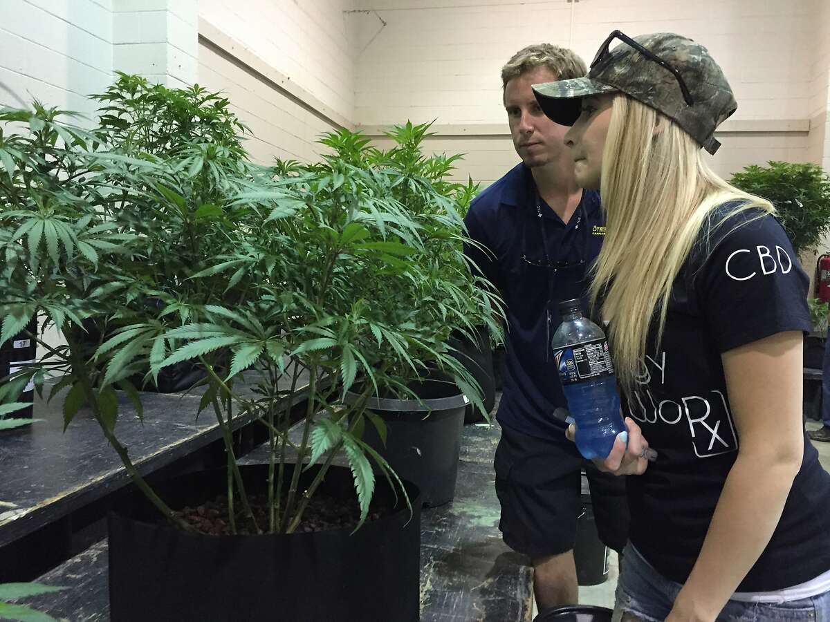 Greg Seybert, head farmer at marijuana grower Synergy Farms in Carver, Ore., inspects a marijuana plant with his girlfriend, Samantha Aune in Salem, Ore., Saturday, Aug. 13, 2016. In a sign of how mainstream the once-illicit marijuana industry is becoming in Oregon, one of four states to have legalized it, exhibitors are heading to the state capital to set up for the inaugural Oregon Cannabis Grower's Fair running through the weekend. (AP Photo/Gillian Flaccus)