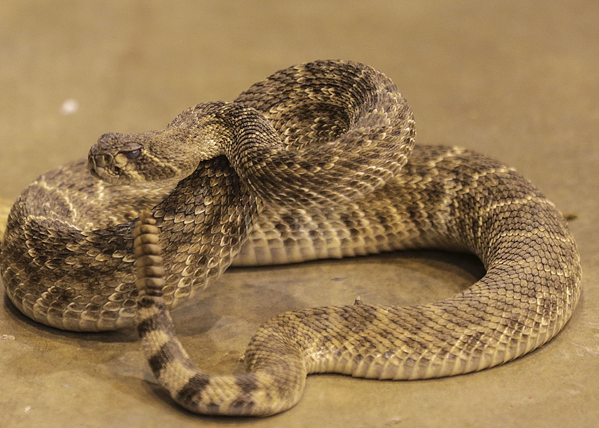 Что змея ночью обнаружит на более удаленном. Texas Rattlesnake. Rattlesnake STL download.