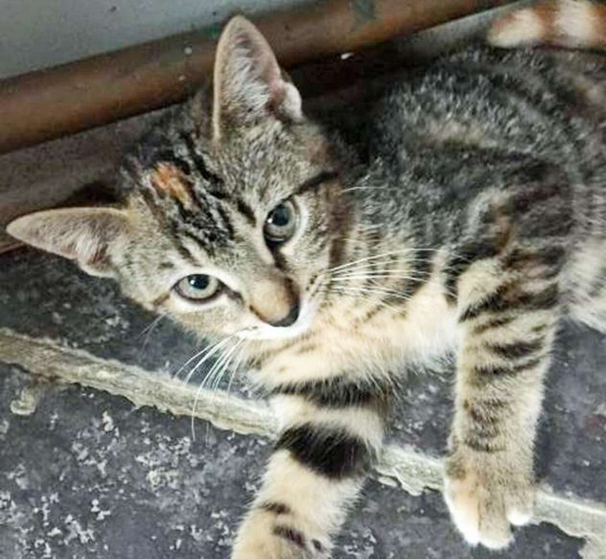 Photos: Area animal shelters inundated with cats