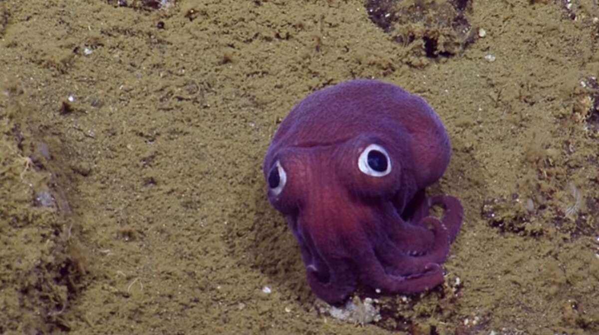 Exploration Vehicle Nautilus crew finds googly-eyed, stubby squid