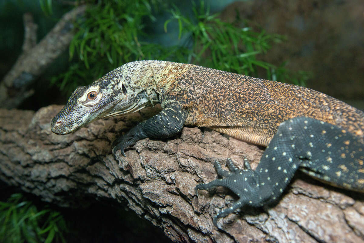 Houston Zoo's newest Komodo dragon makes his debut