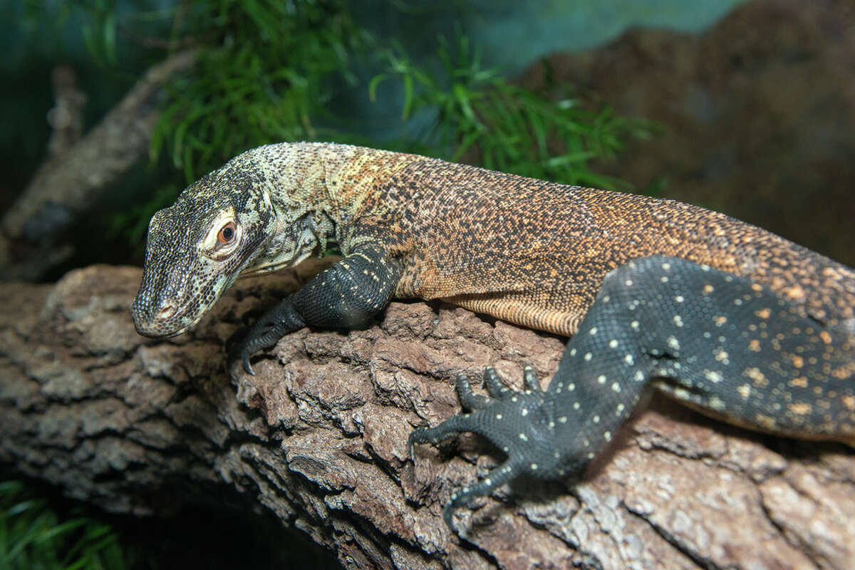 Houston Zoo's newest Komodo dragon makes his debut