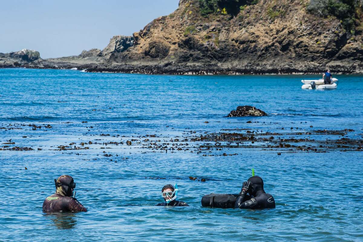 Divers return from abalone diving at the beach at Van Damme State Park in Little River, CA.