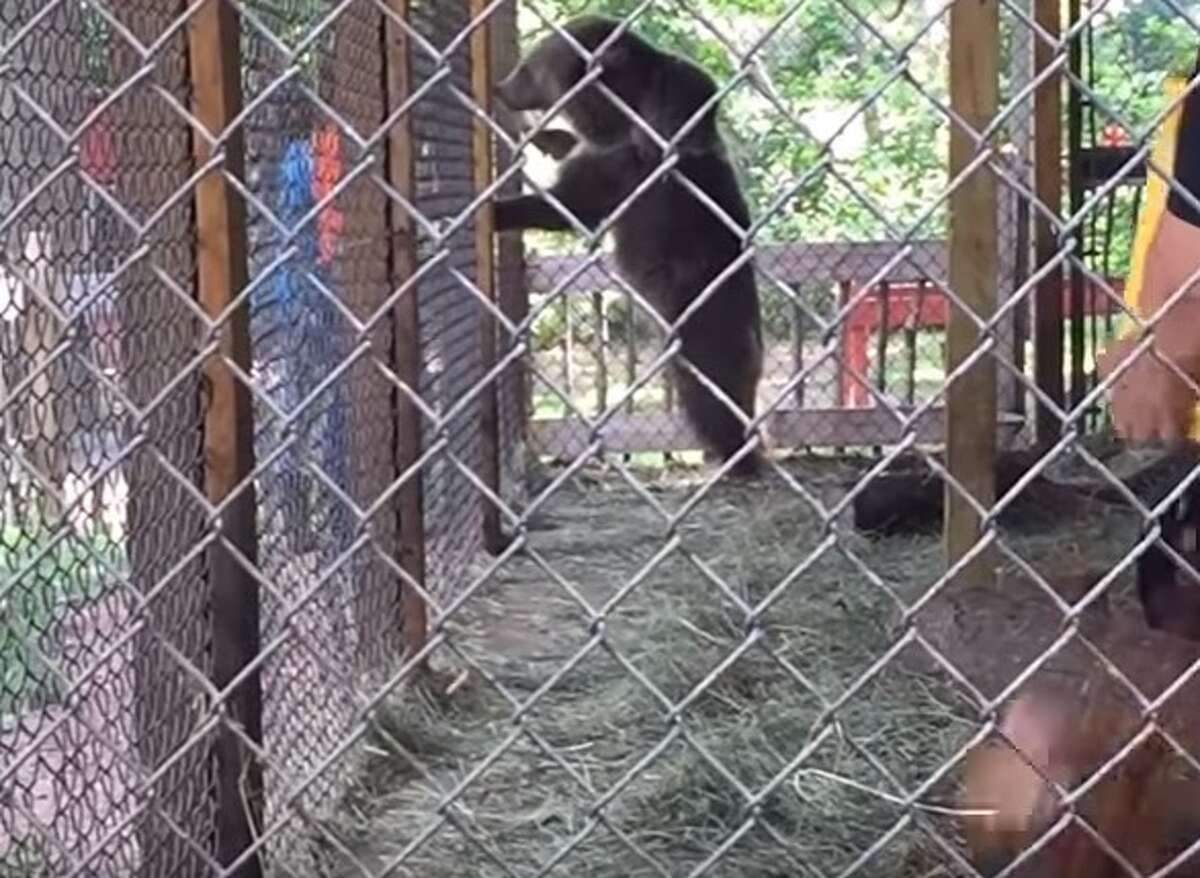 Usda Penalizes Catskill Zoo For Animal Welfare Violations