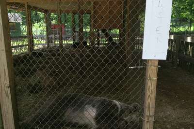 Usda Penalizes Catskill Zoo For Animal Welfare Violations