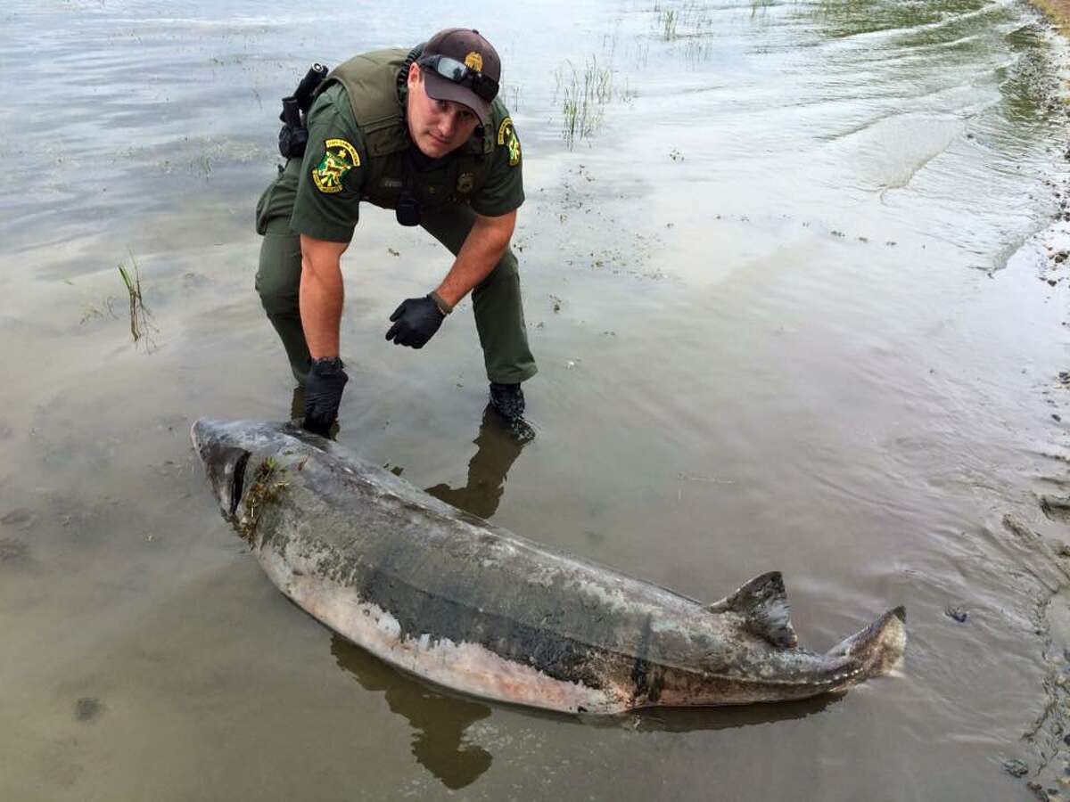 6-foot-9-inch fish found on shore of Lake Champlain