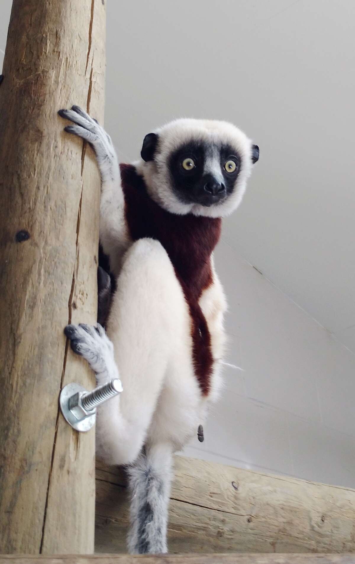 SF Zoo two new primates, Neil and Karen, to lemur collective