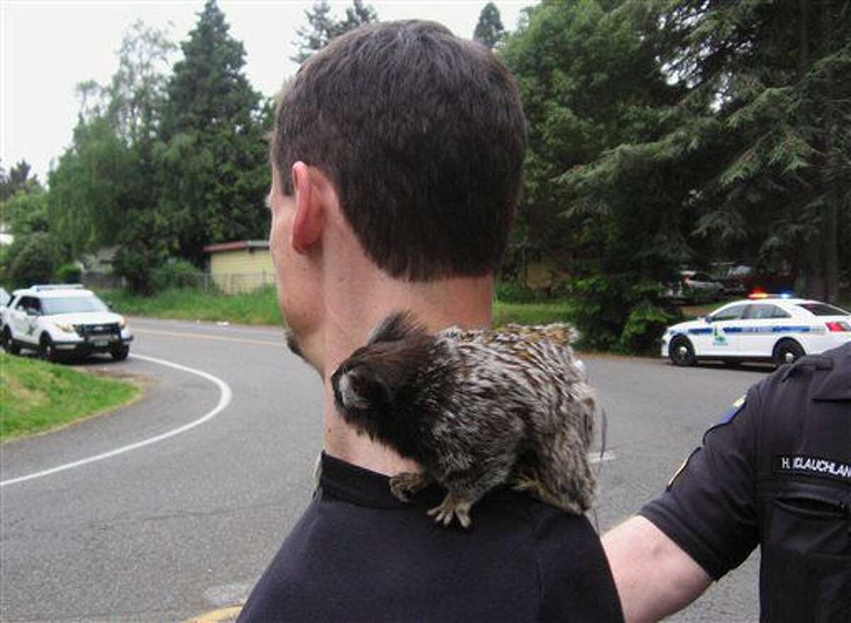 In this photo provided by the Burien Police Department, police officers detain a man with his monkey after he crashed into someone's yard in Burien, Wash., Wednesday, May 4, 2016. The monkey refused to be held by officers, however. They had to call the man's mother to pick up the animal. (Burien Police Department via AP) 