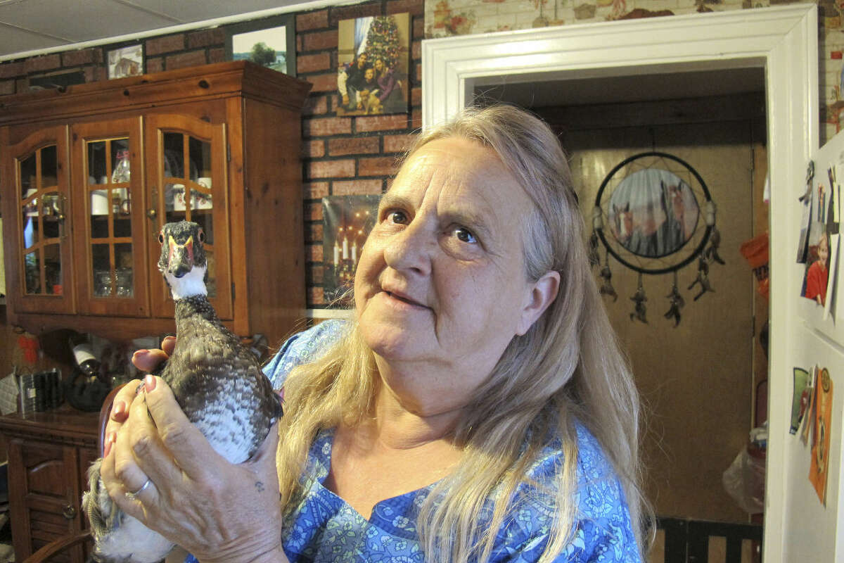 Kimberlee Stevens, of Middlesex, Vt., holds Peep, a 3-year-old wood duck, at her home Monday, May 2, 2016. Stevens' dog found Peep when it was a chick and brought it home. Vermont wildlife officials tried to take Peep away from Stevens, but the state relented after a public outcry. Last week the state issued the family a permit to keep the duck. (AP Photo/Wilson Ring)