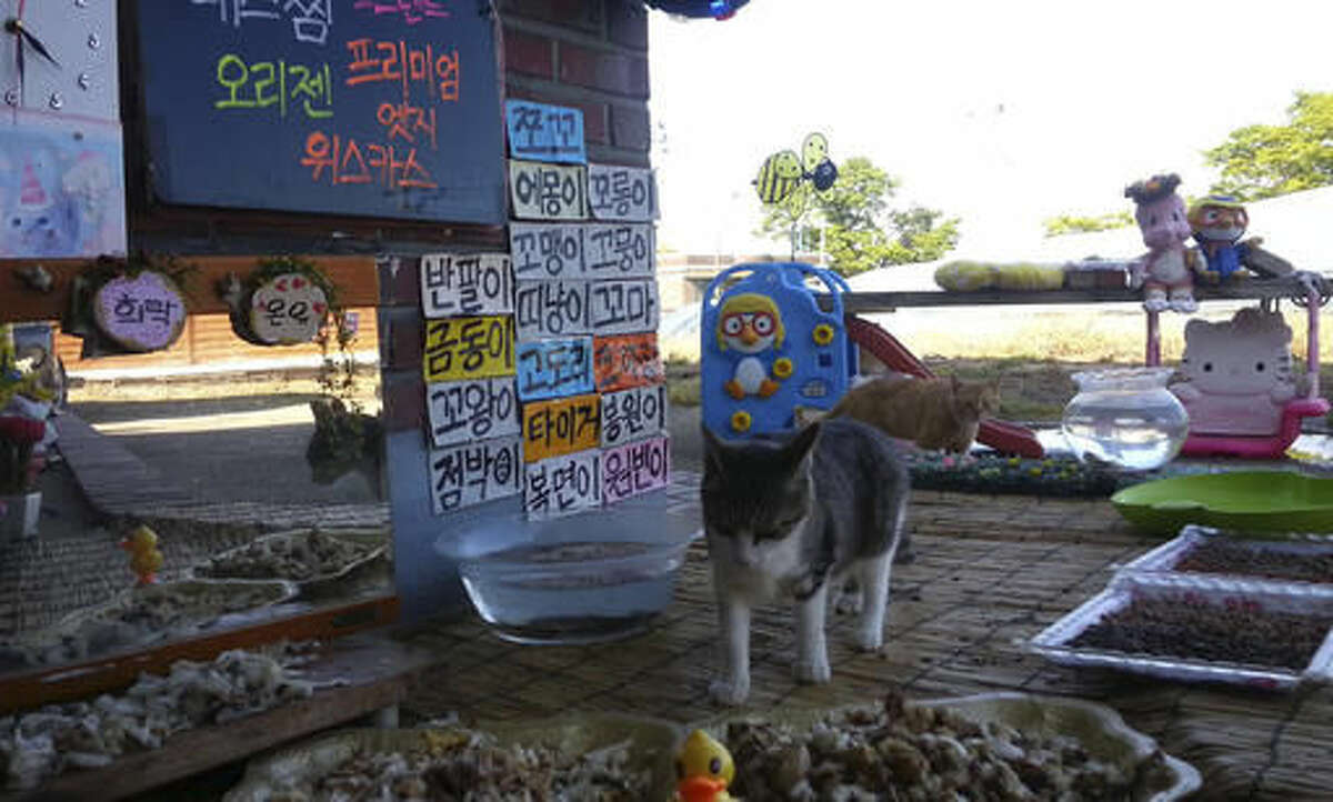 In this April 29, 2016, image made from video provided by the Cat TV host Koo Eun-je, Stray cats approach the foods which prepared by South Korean Koo Eun-je, a 35-year-old, the host of online Cat TV at a restaurant for cats in JeollaNamdo, South Korea. (Cat TV Host Koo Eun-je via AP)