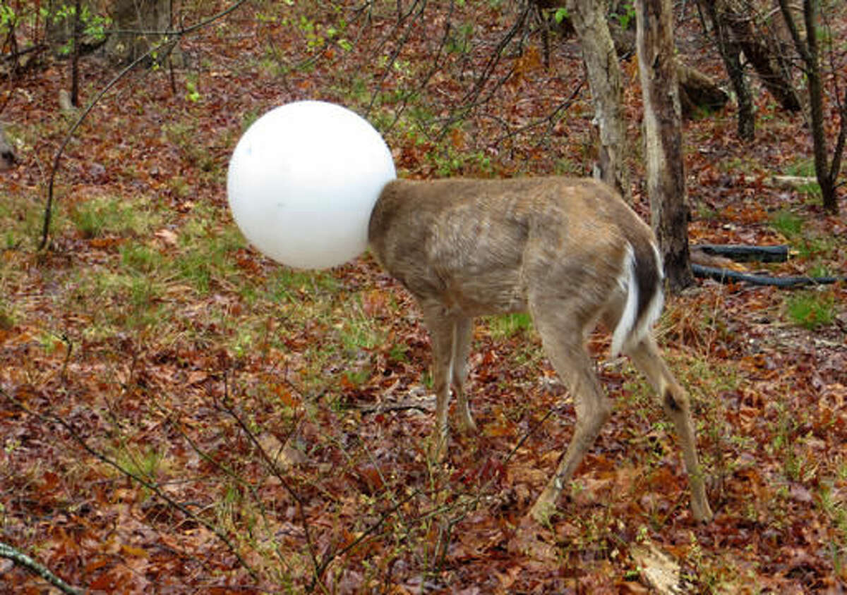 In this May 3, 2016 photo provided by the New York State Department of Environmental Conservation, a deer with its head caught in the globe from a lighting fixture over its head stands in the woods in Centereach, N.Y. The deer was able to extricate itself with the help of Environmental Conservation Officer, Jeff Hull. Hull wrestled with the deer for a while and the globe shook free in the process. (New York State Department of Environmental Conservation via AP)