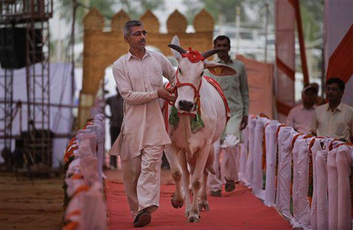 An Indian man leads a cow on a ramp during a bovine beauty pageant in Rohtak, India, Saturday, May 7, 2016. Hundreds of cows and bulls walked the ramp in the bovine beauty pageant aimed at promoting domestic cattle breeds and raising awareness about animal health. (AP Photo/Altaf Qadri)