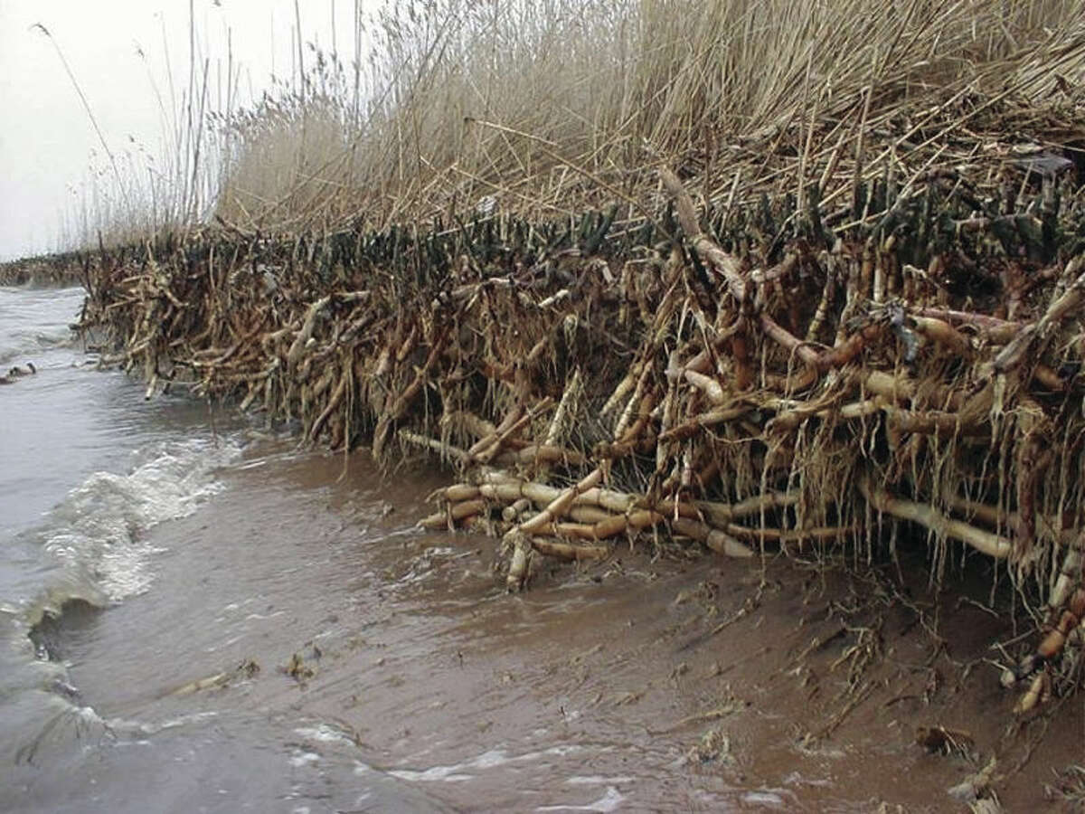 You can remove phragmites - if you pay the price and work together