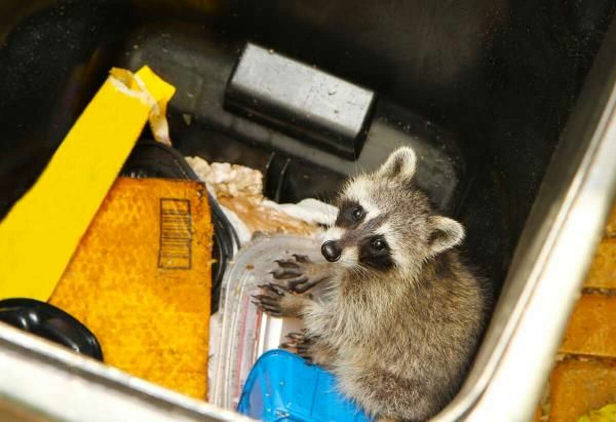 Choose the right trash can to help eliminate the mess of animals getting into trash.