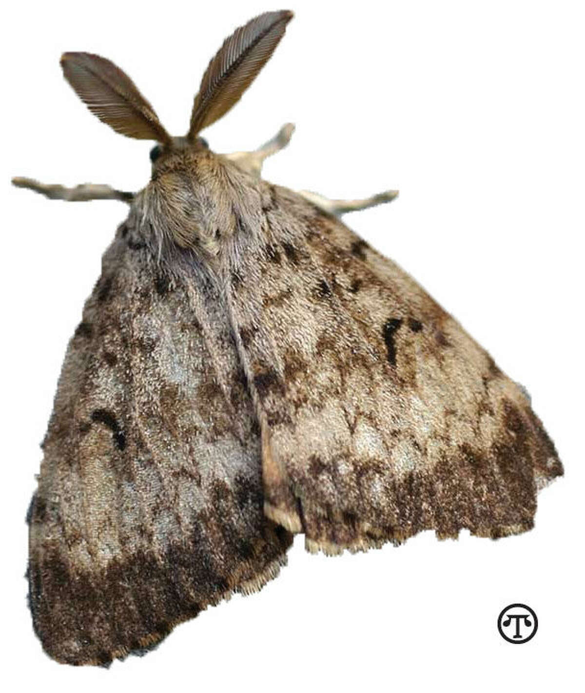 When you move, preserve your new neighborhood. Don't bring in gypsy moths. (NAPS)