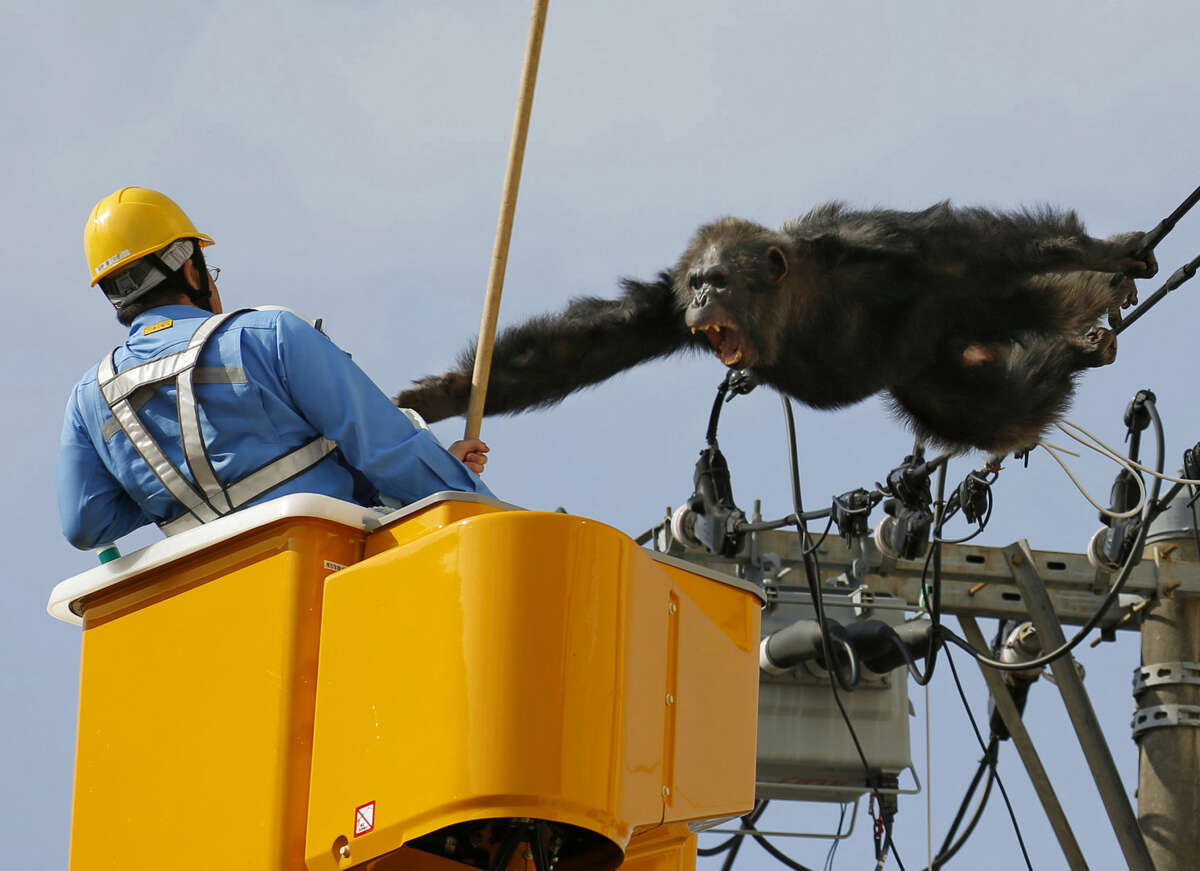 Chacha, the male chimp, screams at a worker in Sendai, northern Japan, Thursday, April 14, 2016 after fleeing from a zoo. The chimpanzee tried desperately to avoid being captured by climbing an electric pole. Chacha was on the loose nearly two hours Thursday after it disappeared from the Yagiyama Zoological Park in Sendai, the city that's hosting finance ministers from the Group of Seven industrialized nations in May. (Kyodo News via AP) JAPAN OUT, MANDATORY CREDIT