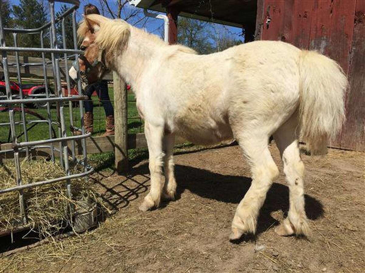 In this May 9, 2016 photo, Levi, a miniature pony in Kenockee Township and another pony was found with their tails hacked off. Owner Kathie Simasko said the horses are "going to be miserable" this summer because it will be harder for them to swat away flies and insects. (Liz Shepard/The Times Herald via AP)