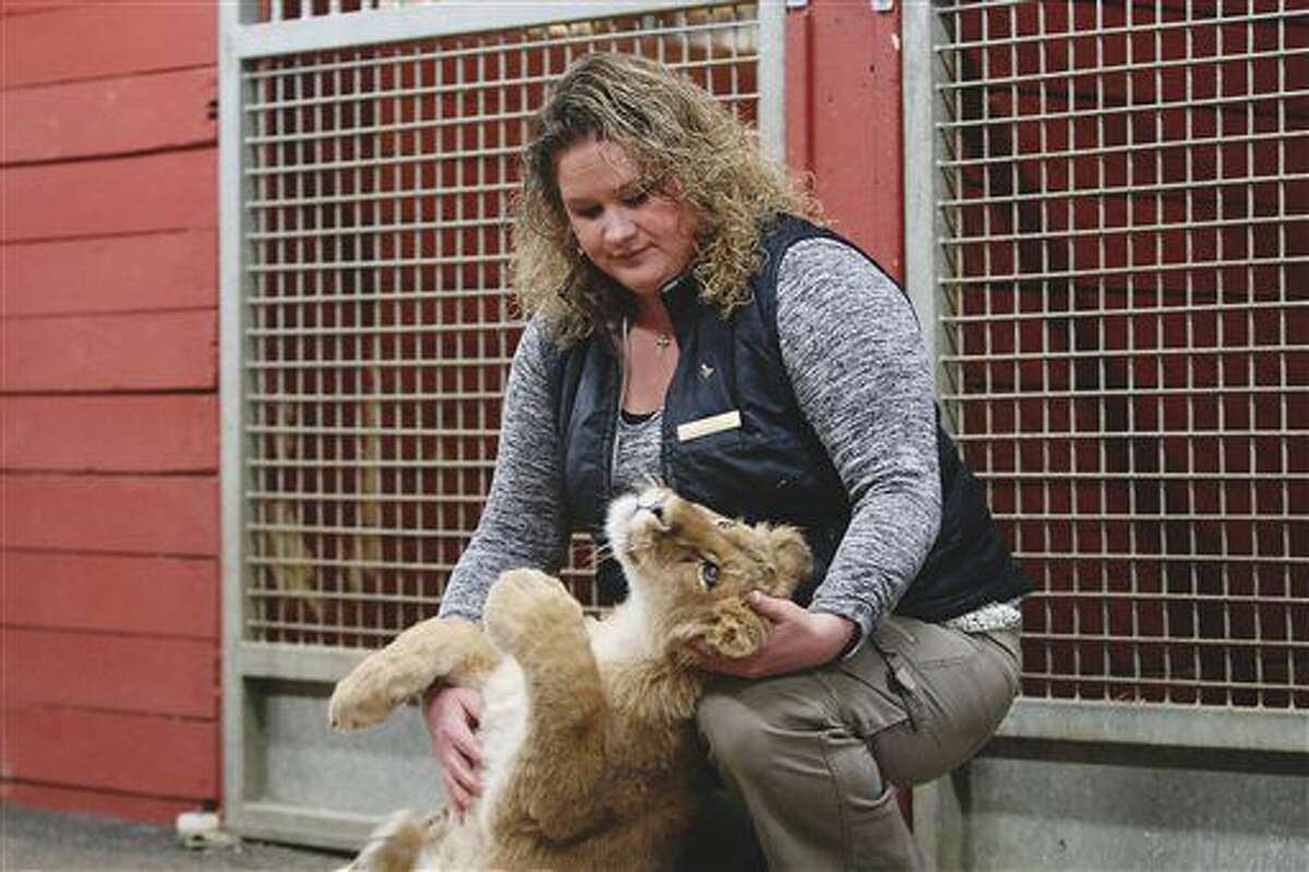 In an April 13, 2016 photo, Mandy Burnsworth, director of activities at the Nemacolin Woodlands Resort Adventure Center, in Farmington Pa., plays with Kiwi, a six-month-old African lion who was acquired two months ago from a privately-owned zoo in Florida. Kiwi soon will help replenish what now will be a pride of five lions at Nemacolin Woodlands. (Thalia Juarez /Herald-Standard via AP)
