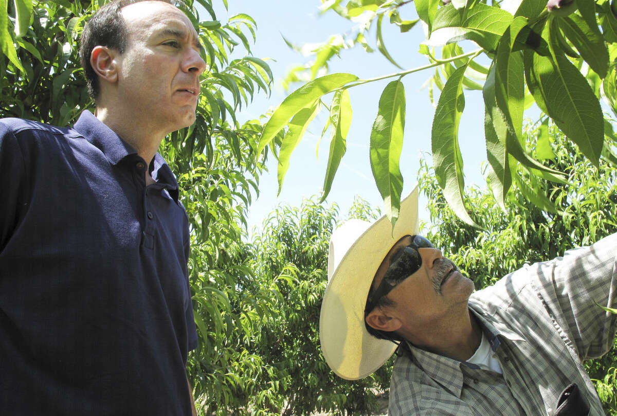 FILE - In this April 29, 2014 file photo, Dan Gerawan, owner of Gerawan Farming, Inc., left, talks with crew boss Jose Cabello in a nectarine orchard near Sanger, Calif. The Agricultural Labor Relations Board late Friday, April 15, 2016 unanimously affirmed an administrative law judge's earlier decision in favor of the United Farm Workers in a decades-long fight with Gerawan Farming Inc., one of the nation's largest fruit growers. The board supported the judge's ruling that the company interfered with its employees' vote on whether to reject union representation. (AP Photo/Scott Smith, File)