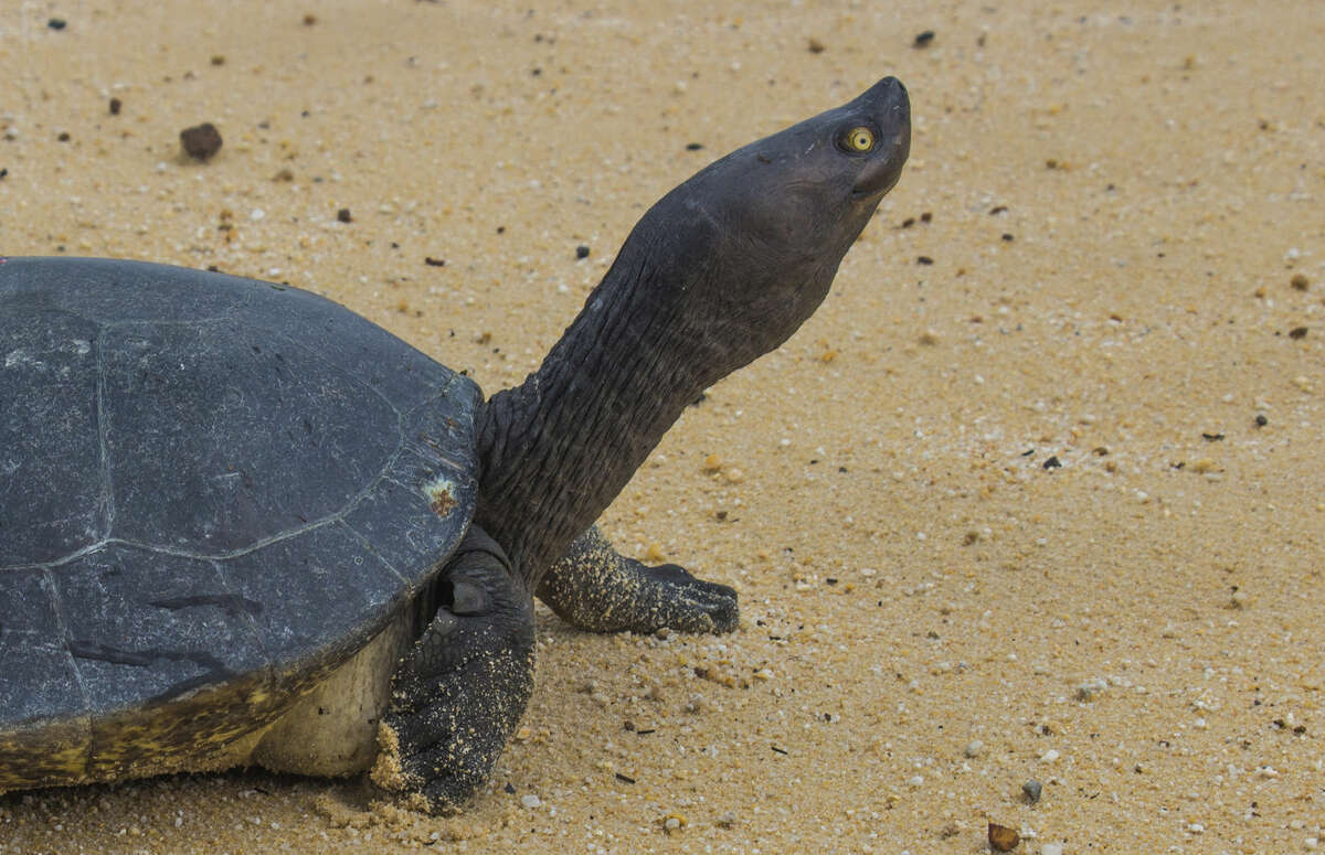In this June 24, 2015, photo released by Wildlife Conservation Society, a Cambodian Royal Turtle walks on the sand of Sre Ambel river bank, in Koh Kong province, in western Phnom Penh, Cambodia. Cambodia's Royal Turtle is nearly extinct, with fewer than 10 left in the wild, because increased sand dredging and illegal clearance of flooded forest have shrunk its habitat, a conservationist group warned Monday, April 25, 2016. (Wildlife Conservation Society via AP) MANDATORY CREDIT, NO SALES