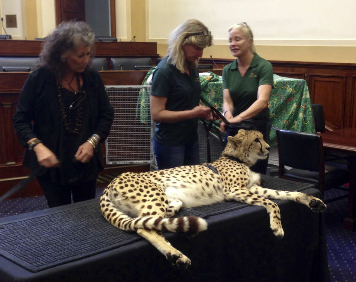 A cheetah named Adaeze rests with handlers, including Laurie Marker, executive director of Cheetah Conservation Fund, left, after an event with the House Foreign Affairs Committee on Capitol Hill in Washington, Monday, April 25, 2016. Adaeze lives at the Leo Zoological Conservation Center in Greenwich, Conn. (AP Photo/Matthew Daly)