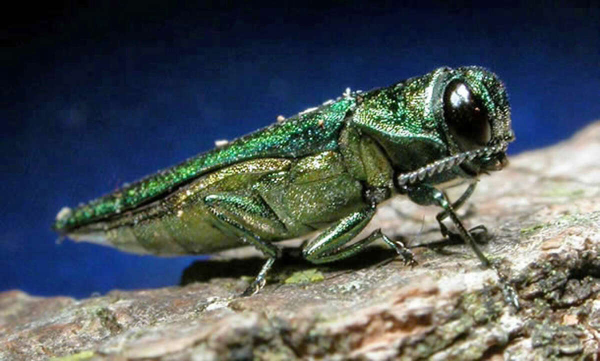 FILE- In this undated file photo provided by the Minnesota Department of Natural Resources, an adult emerald ash borer is shown. Millions of tiny wasps as small as a grain of rice have been released into wooded areas in 23 states as the battle against the emerald ash borer turns biological. The U.S. Department of Agriculture has researched and approved for release in the U.S. four species of parasitic wasps that naturally target the larval and egg stages of the ash borer. (Minnesota Department of Natural Resources via AP, File)