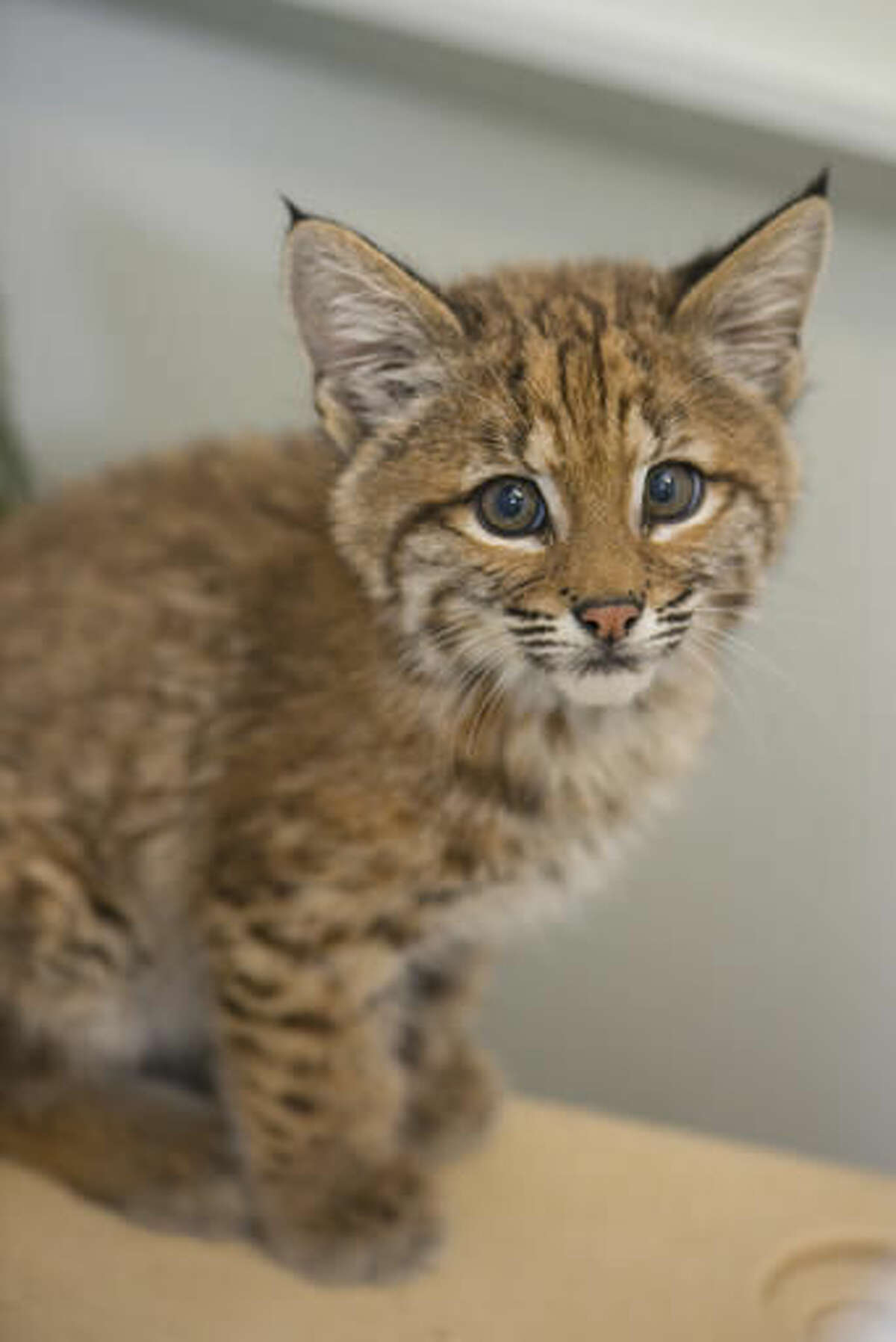 This undated photo provided by the Oregon Zoo shows an orphaned bobcat kitten in the Veterinary Medical Center at the Oregon Zoo in Portland, Ore. The Zoo has taken in the 2-month-old bobcat kitten that was removed from the wild near Eagle Point, Ore., by well-intentioned but misguided humans. The Zoo said in a statement Thursday, Aug. 4, 2016, that the kitten will remain behind the scenes while he awaits transport to another zoo that can house him permanently. (Michael Durham/Oregon Zoo via AP)