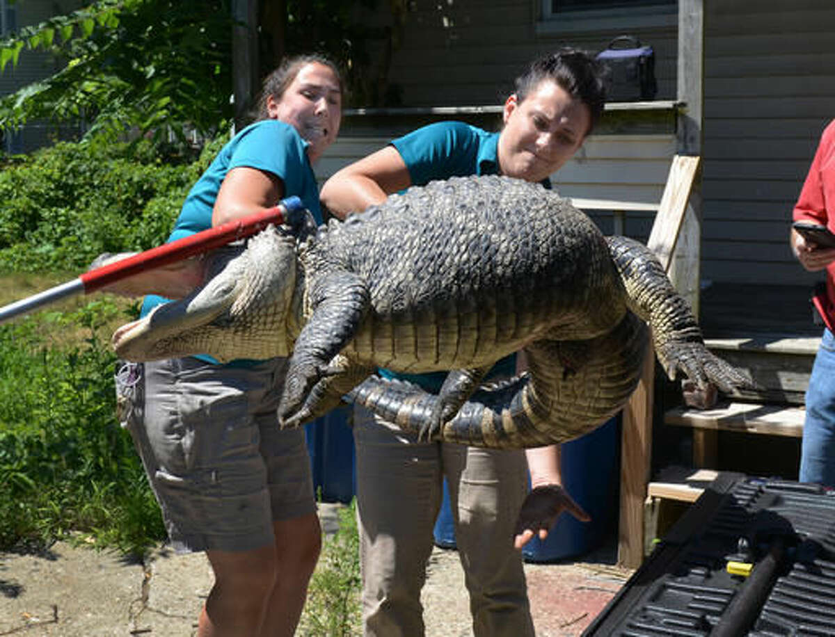 West Springfield- Representatives from the Zoo at Forest Park in Springfield, Mass., handle a 6-foot long 150 pound alligator found in the backyard in West Springfield, Mass. (Don Treeger/The Republican via AP) MANDATORY CREDIT